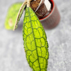 Hoya Clemensiorum Aceh ar #102