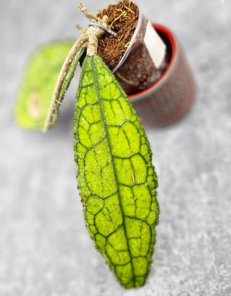 Hoya Clemensiorum Aceh ar #102