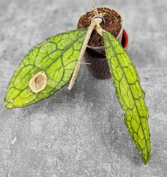 Hoya Clemensiorum Aceh ar #102 Hoya Clemensiorum Aceh ar #102