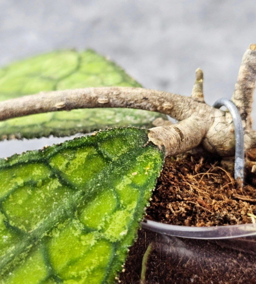 Hoya Clemensiorum Aceh ar #102 Hoya Clemensiorum Aceh ar #102