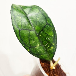 Hoya Clemensiorum Sarawak #002   