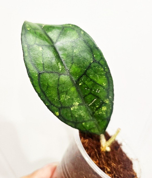 Hoya Clemensiorum Sarawak #002   