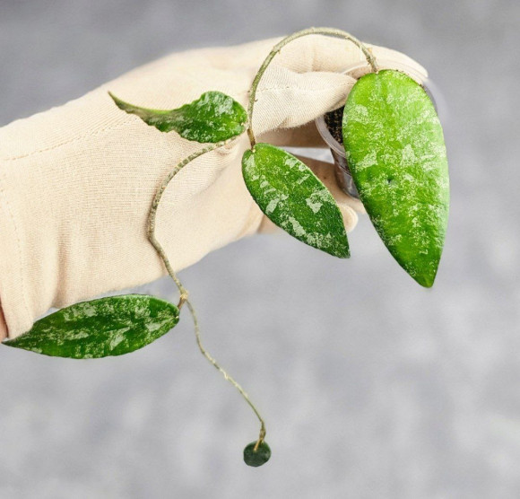 Hoya Caudata Aceh Hoya Caudata Aceh