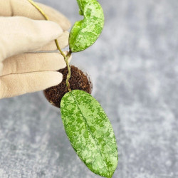 Hoya Kalimantan Silver