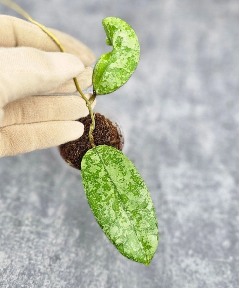 Hoya Kalimantan Silver