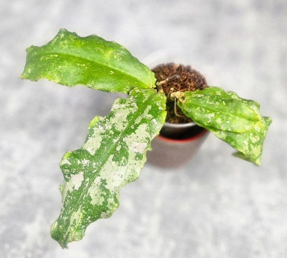 Hoya Undulata Army