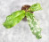 Hoya Undulata Army