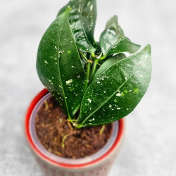 Hoya Sp Megatan East Java 