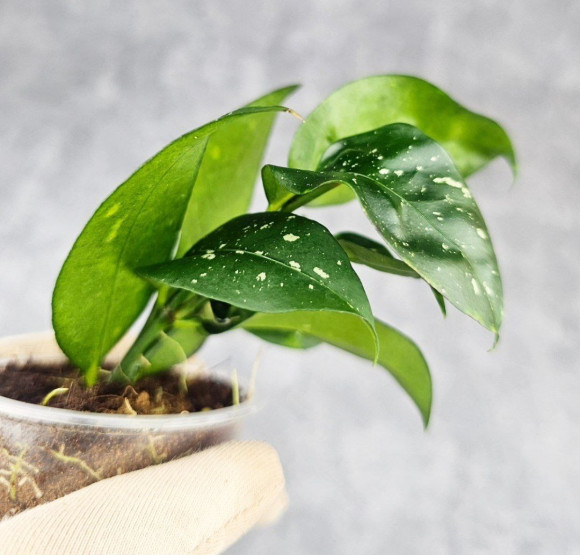Hoya Sp Megatan East Java Hoya Sp Megatan East Java