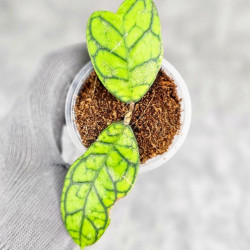 Hoya Calistophylla Splash 