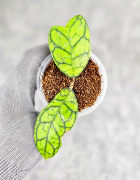 Hoya Calistophylla Splash Hoya Calistophylla Splash