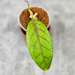 Hoya Sp. Aceh  Shogun Red Margin 