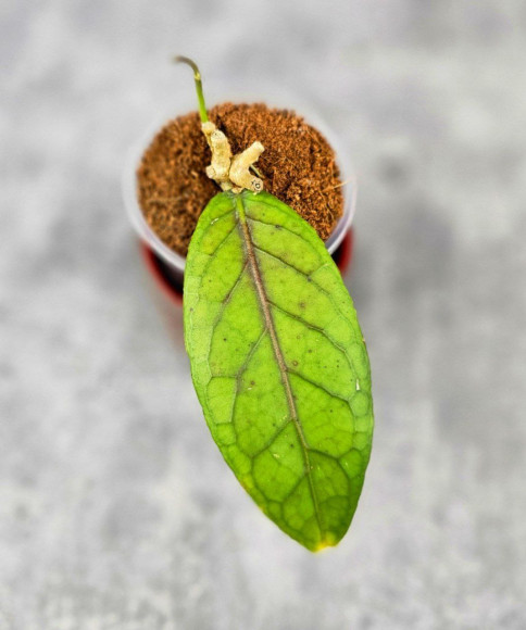 Hoya Sp. Aceh  Shogun Red Margin 
