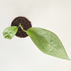 Hoya Ellira 