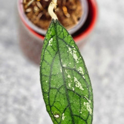 Hoya Clemensiorum Aceh #025                                                                