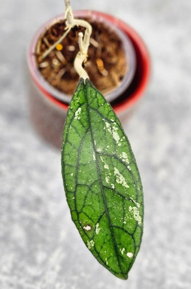 Hoya Clemensiorum Aceh #025                                                                