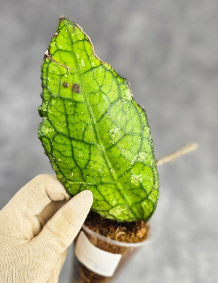 Hoya Clemensiorum Aceh ar #103 Hoya Clemensiorum Aceh ar #103