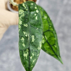 Hoya Clemensiorum Borneo #001