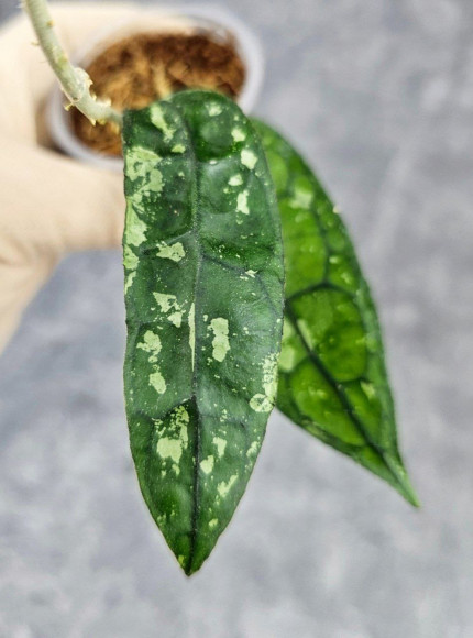 Hoya Clemensiorum Borneo #001