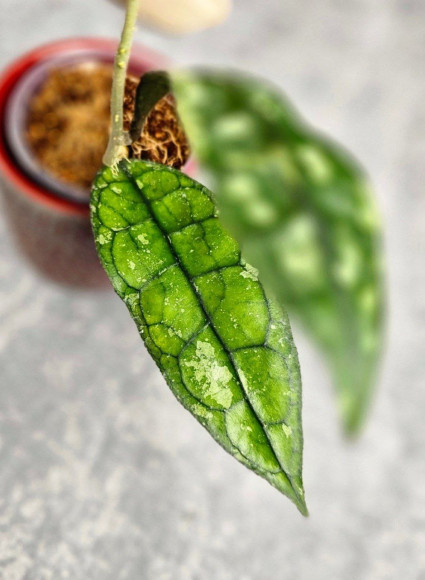 Hoya Clemensiorum Borneo #001 Hoya Clemensiorum Borneo #001