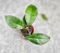 Hoya Clemensiorum Sarawak #002    