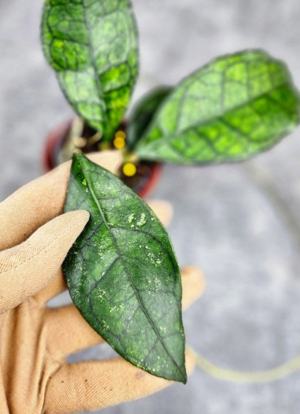 Hoya Clemensiorum Sarawak #002    