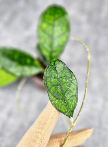 Hoya Clemensiorum Sarawak #002    