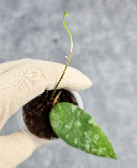 Hoya Caudata Aceh Hoya Caudata Aceh