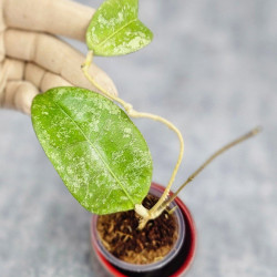 Hoya Kalimantan Silver