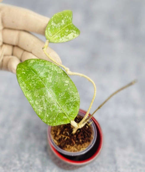 Hoya Kalimantan Silver