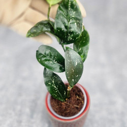 Hoya Sp Megatan East Java 