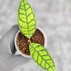 Hoya Calistophylla Splash  