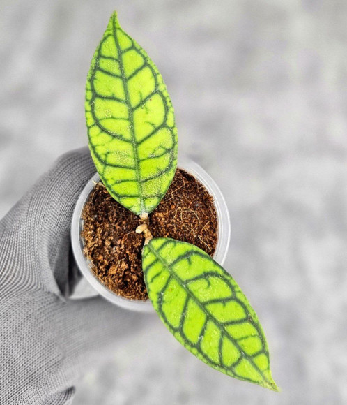 Hoya Calistophylla Splash Hoya Calistophylla Splash