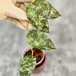Hoya Caudata Aceh Red Big Leaf