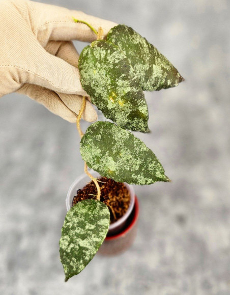 Hoya Caudata Aceh Red Big Leaf Hoya Caudata Aceh Red Big Leaf