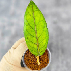 Hoya Sp. Aceh  Shogun Red Margin 