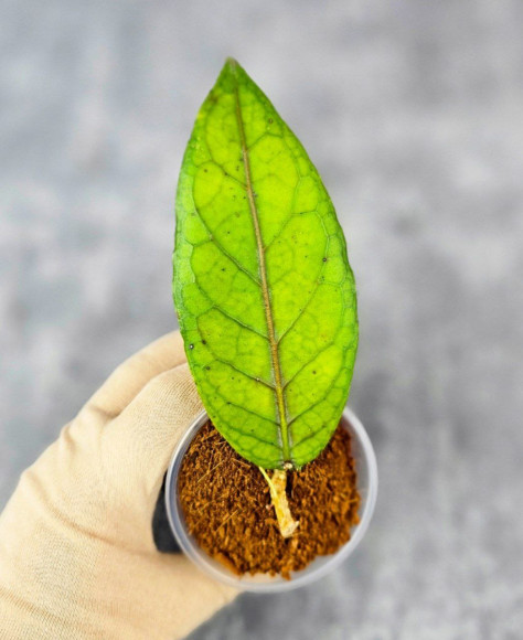 Hoya Sp. Aceh  Shogun Red Margin 