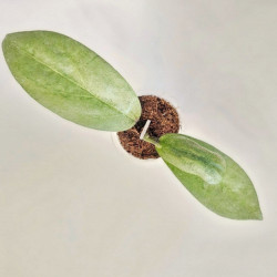 Hoya Ellira 