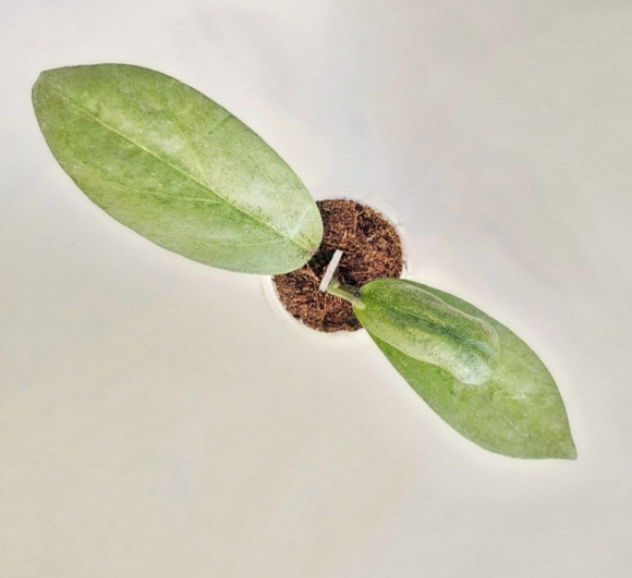 Hoya Ellira 